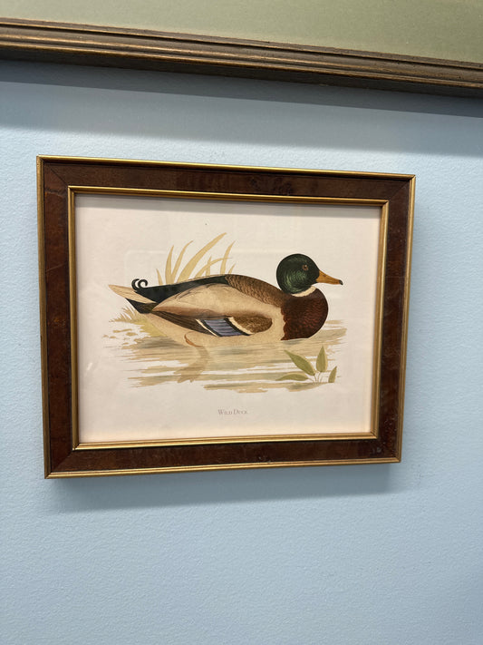 Wild duck
