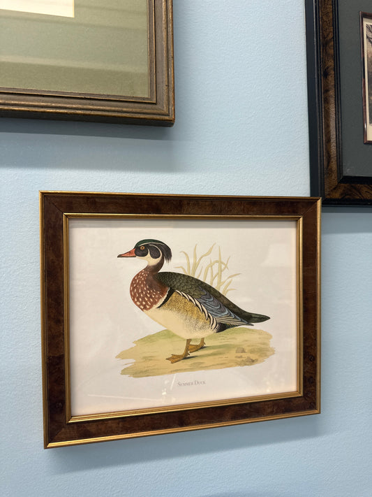 Summer duck