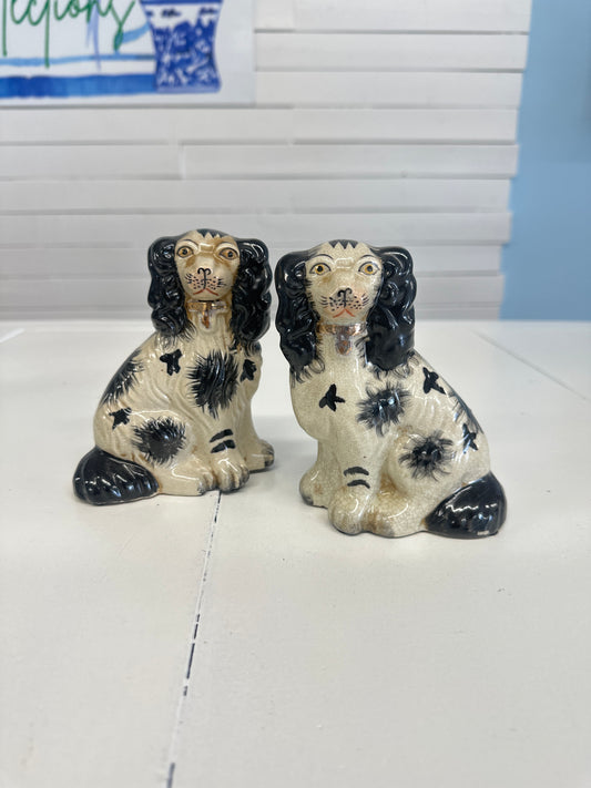 Black and White Staffie Pair