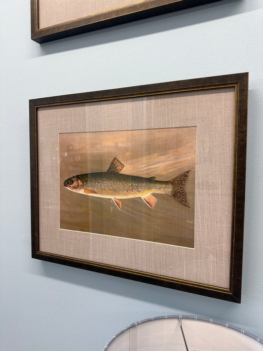 Rainbow trout