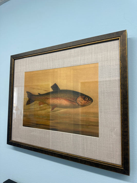 Rainbow trout